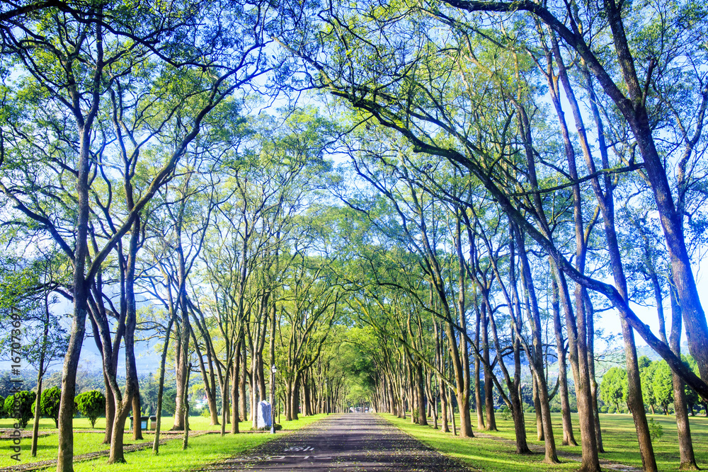 green road with forg in the morning, Taiwan