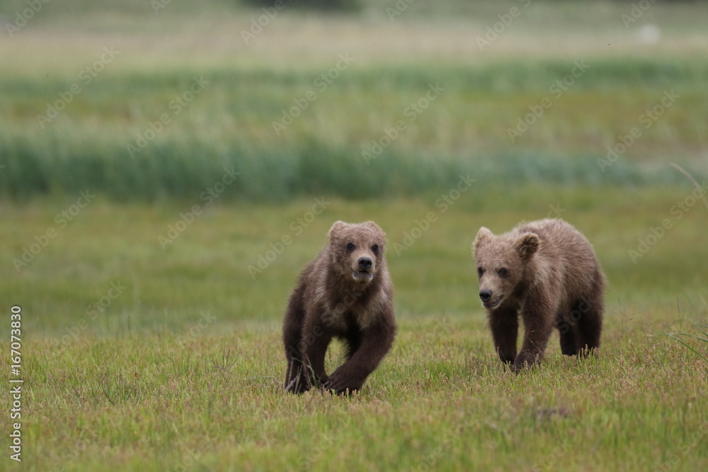 Fototapeta premium Two Grizzly Bear (Ursus arctos) cubs running and playing, Alaska Katmai National Park, Hallo Bay