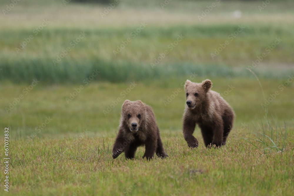 Two Grizzly Bear (Ursus arctos) cubs running and playing, Alaska Katmai National Park, Hallo Bay Two Grizzly Bear (Ursus arctos) cubs running and playing, Alaska Katmai National Park, Hallo Bay