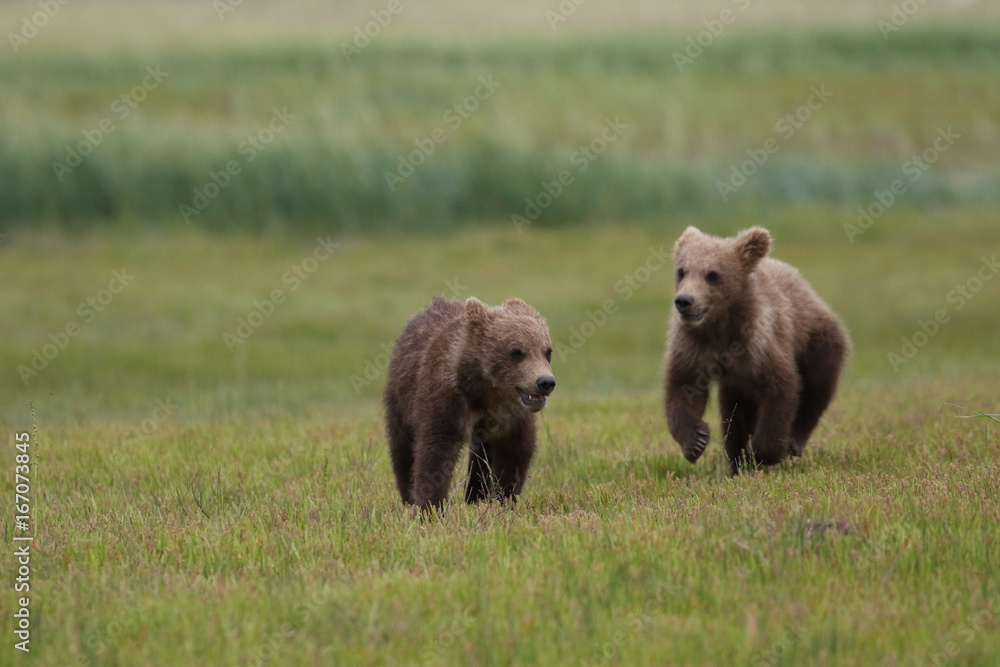 Two Grizzly Bear (Ursus arctos) cubs running and playing, Alaska Katmai National Park, Hallo Bay Two Grizzly Bear (Ursus arctos) cubs running and playing, Alaska Katmai National Park, Hallo Bay