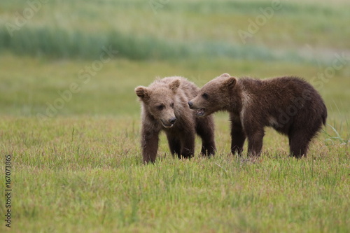 Two Grizzly Bear (Ursus arctos) cubs running and playing, Alaska Katmai National Park, Hallo Bay