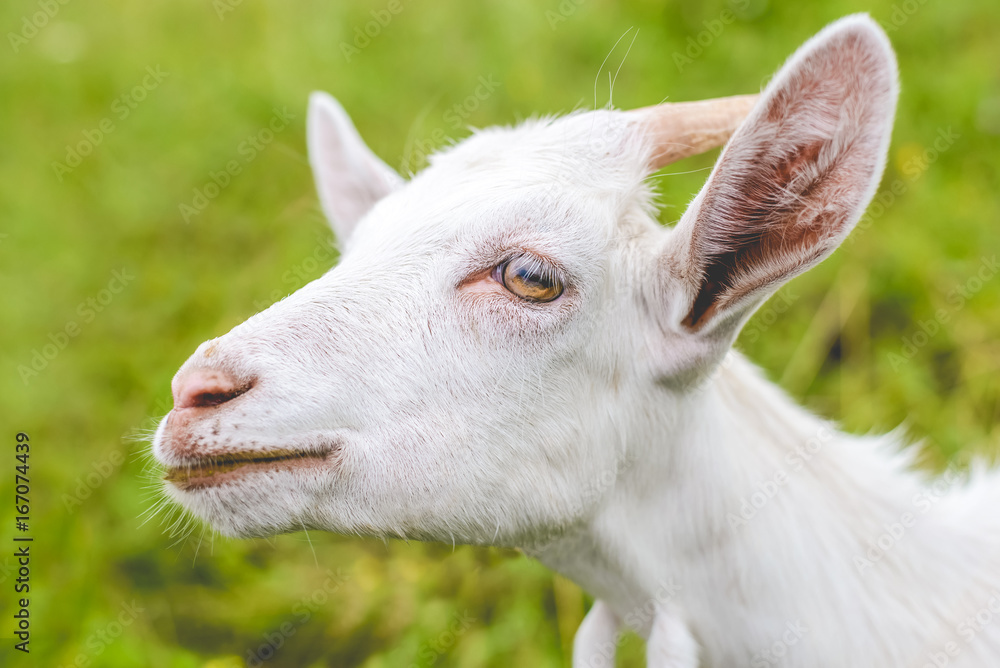Fototapeta premium A young white goat with horns