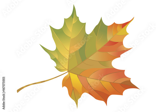 Autumn maple leaf isolated on white background. Vector Illustration