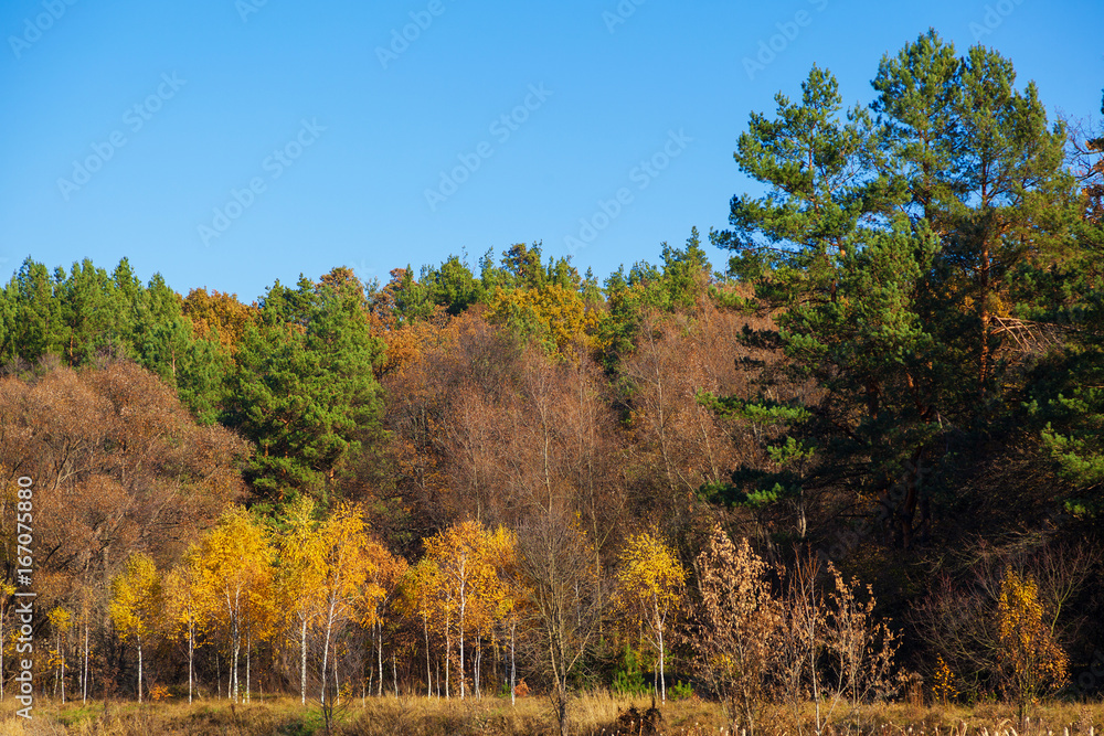 colorful autumn trees in park