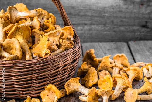 Fresh chanterelles mushrooms in a basket on wooden table