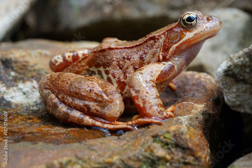 brown common frog