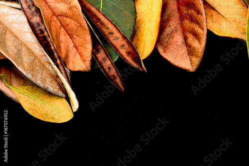 closed at dried leaves on black background