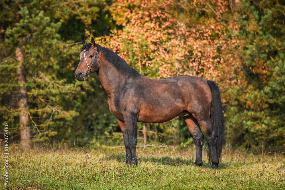 Fototapeta premium Beautiful bay horse in autumn