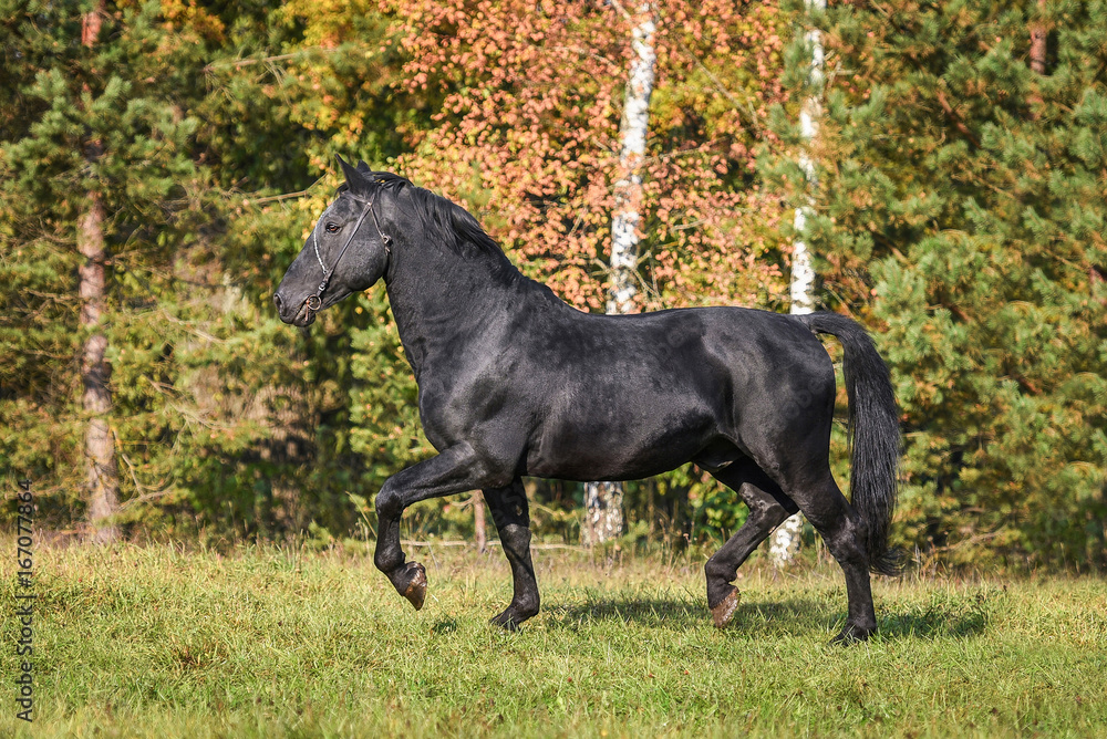 Beautiful black stallion running trot in autumn Beautiful black stallion running trot in autumn