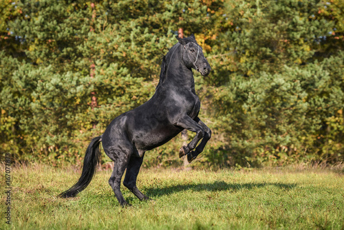 Beautiful black stallion rearing up on its hind legs in autumn