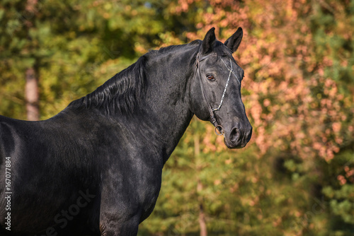 Portrait of beautiful black latvian breed stallion © Rita Kochmarjova