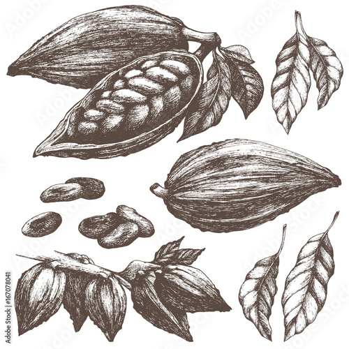 Cocoa sketch collection. Whole and open cocoa pod with seeds, leaves, branches. Chocolate ingredient. Vintage vector illustration isolated.