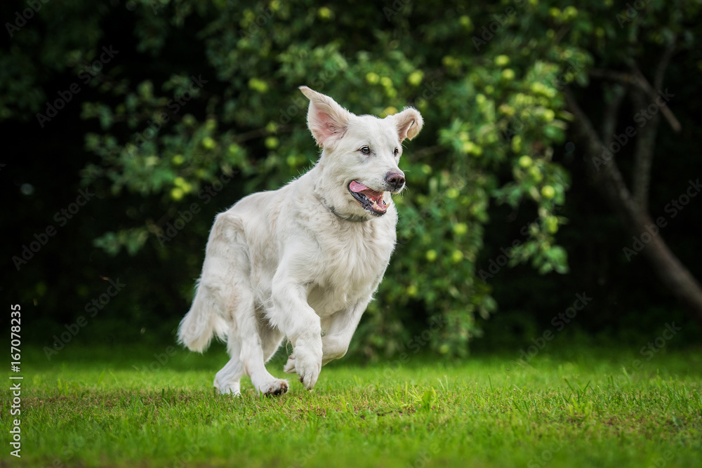 Golden retriever dog playing with a ball Golden retriever dog playing with a ball