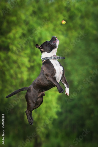 Bild auf Leinwand English staffordshire bullterrier dog jumps to catch a ball