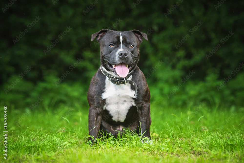 English staffordshire bullterrier dog English staffordshire bullterrier dog