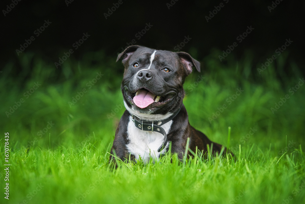English staffordshire bullterrier dog lying on the lawn