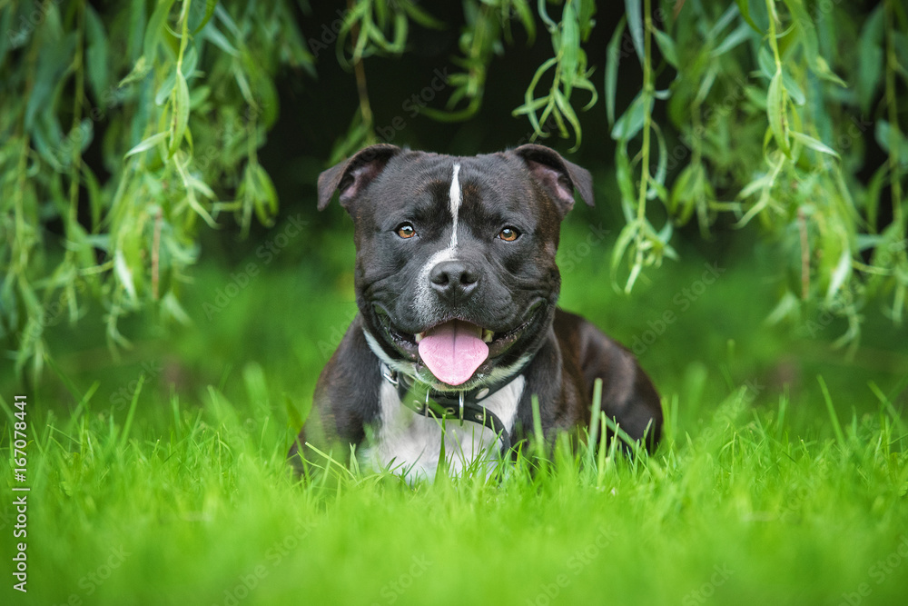 English staffordshire bullterrier dog in summer English staffordshire bullterrier dog in summer