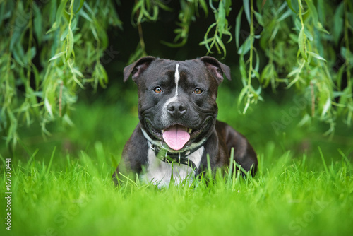Fototapete English staffordshire bullterrier dog in summer