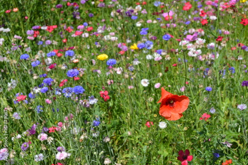 Flowersfield