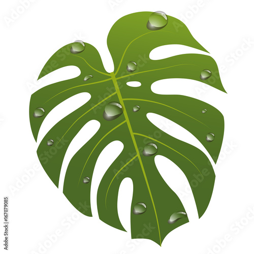 水滴　モンステラ