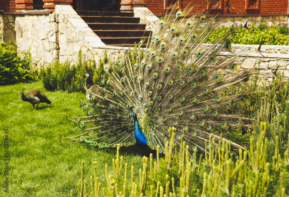 Obraz premium Beautiful male peacock with expanded feathers on the grass in the yard