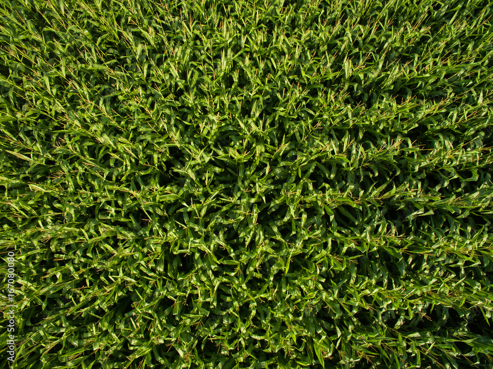 aerial view top view of green corn plants in a corn field in germany aerial view top view of green corn plants in a corn field in germany