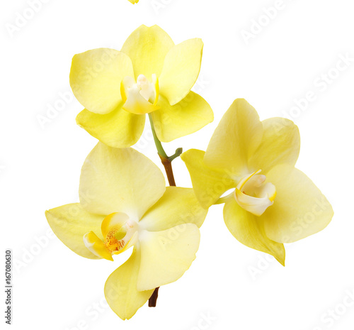 Yellow orchid flowers isolated