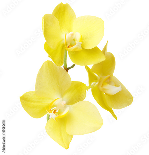 Fototapeta Naklejka Na Ścianę i Meble -  Yellow orchid flowers isolated