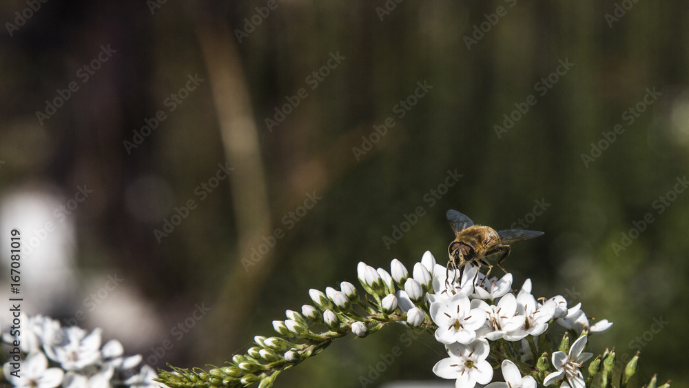 Fototapeta premium Bees and bumblebees