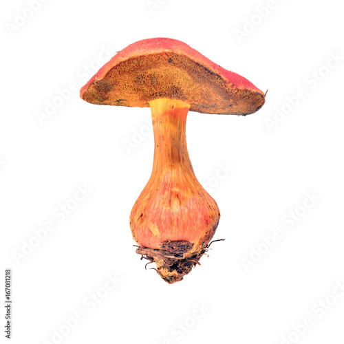 xerocomus rubellus mushroom photo