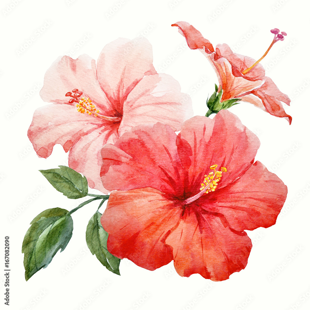 Watercolor tropical hibiscus flower