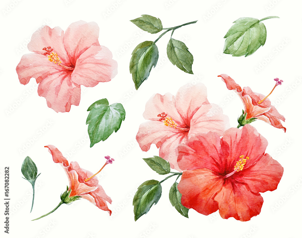 Fototapeta premium Akwarela tropikalny kwiat hibiskusa