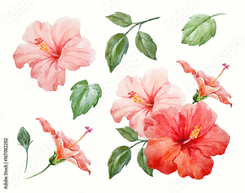 Watercolor tropical hibiscus flower photo