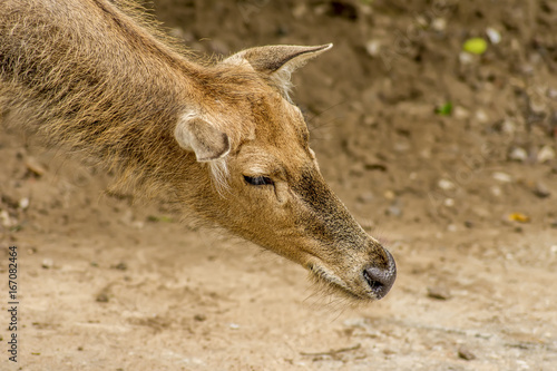 female Red deer in zoo