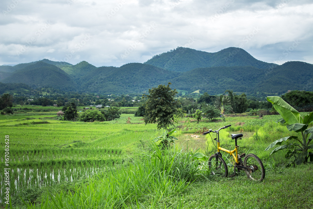 Fototapeta premium Rice field tourism ride bicycle at pai city