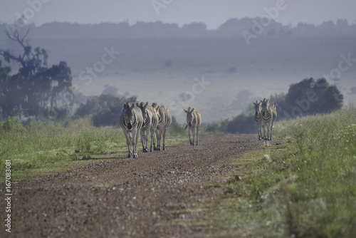 Zebras coming out of the haze.