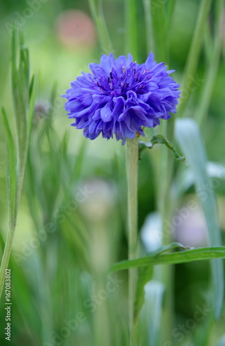 Ackerwitwenblume photo