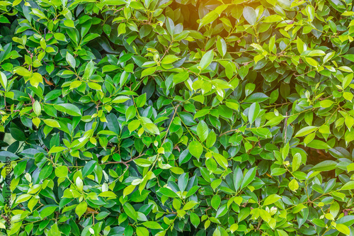 Green bush background © thantep