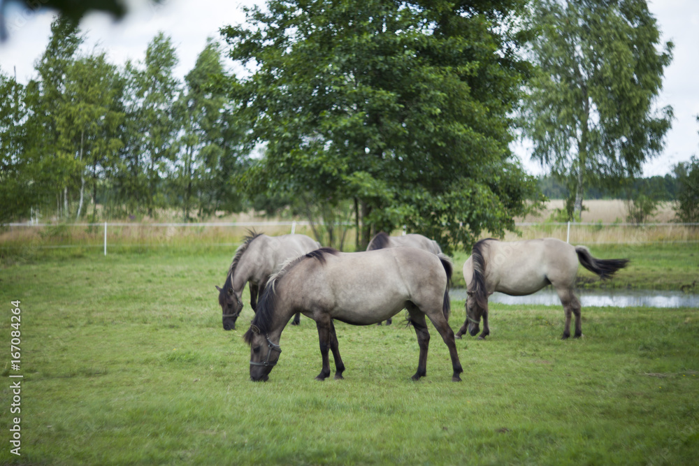 Polish primitive horses on the meadow