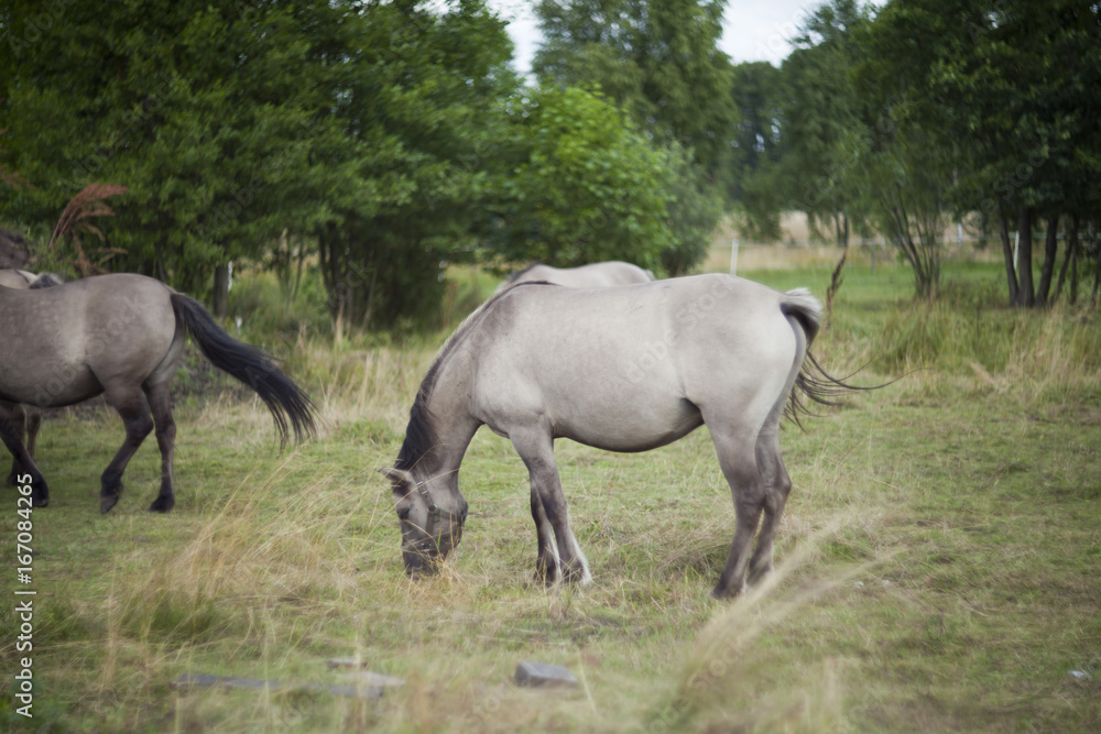 Polish primitive horses on the meadow