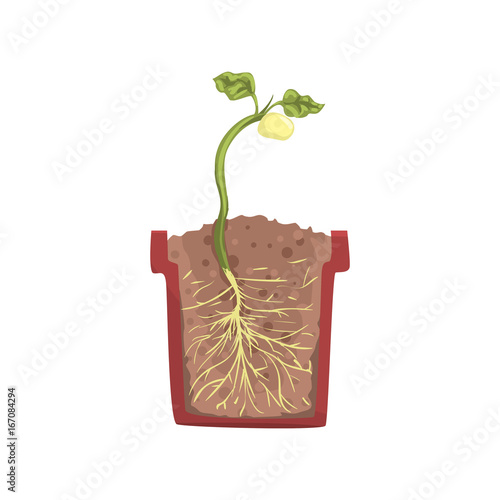 Green plant growing from seed of a bean in a pot with ground soil, stage of growth, pot in a cross section vector Illustration 