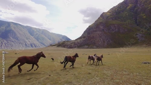 Aerial view of Icelandic horses in summer pasture 4k