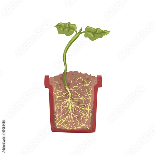 Green plant growing in a pot with ground soil, stage of growth, pot in a cross section vector Illustration 