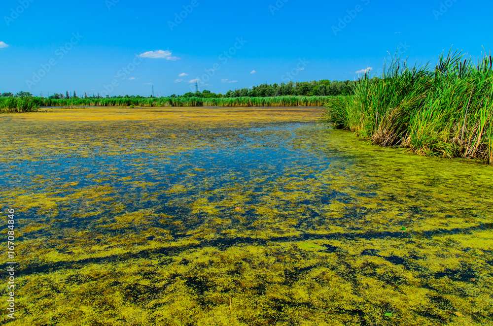 Fototapeta premium Green algae on surface of the lake