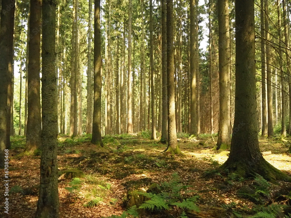 Obraz premium Wald mit Bäumen