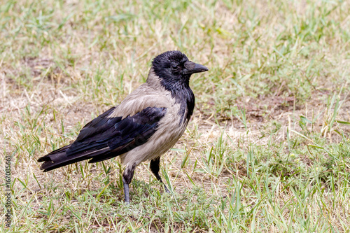 daw bird walking in a meadow