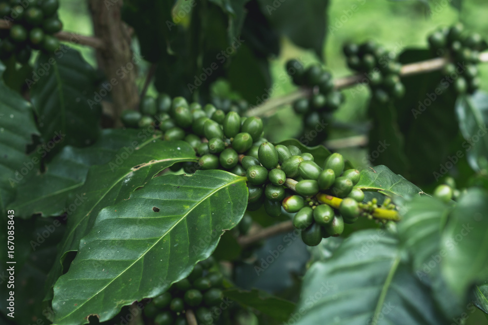fresh Coffee tree Green coffee beans Organic fresh Coffee tree Green coffee beans Organic