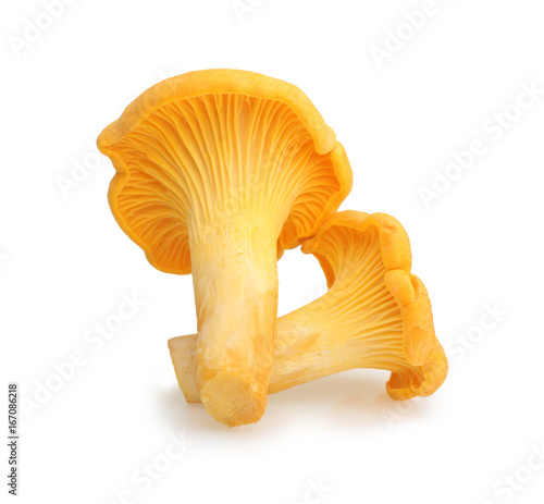 Chanterelle isolated on white, edible wild mushroom.