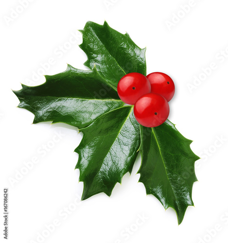 Holly berry leaves isolated photo