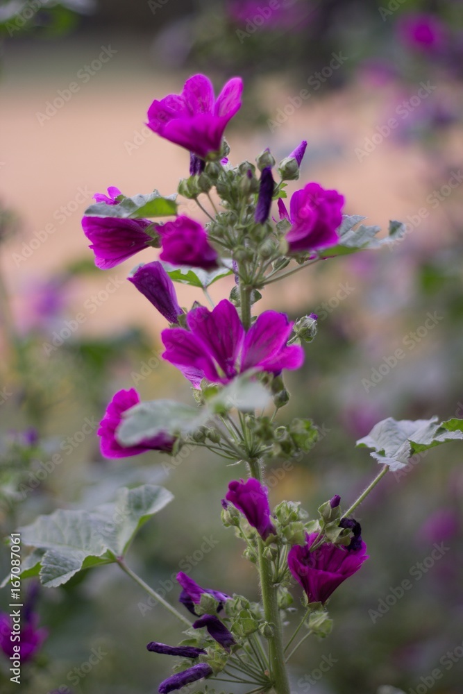Obraz premium Purple flowers